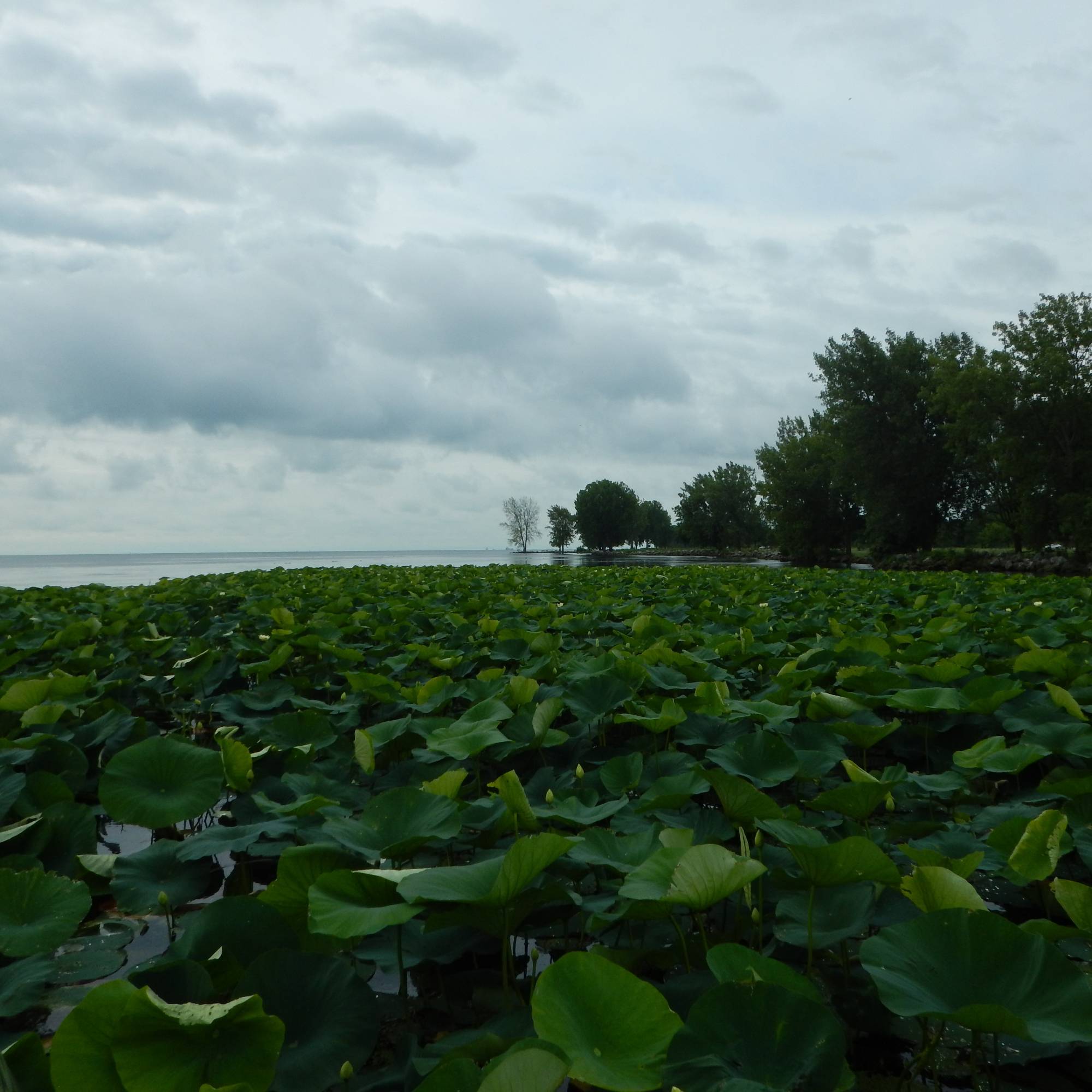 a patch of water lilies in a coastal wetland
